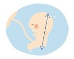 胎児の画像